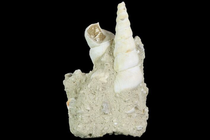 Fossil Gastropod (Haustator) Cluster - Damery, France #86566